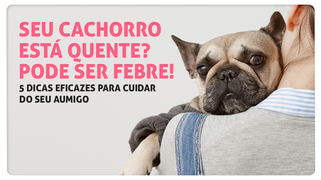 Seu cachorro está quente? Pode ser febre! Conheça 5 dicas eficazes para cuidar do seu aumigo